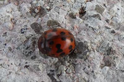 <i>Subcoccinella vigintiquatuorpunctata</i>