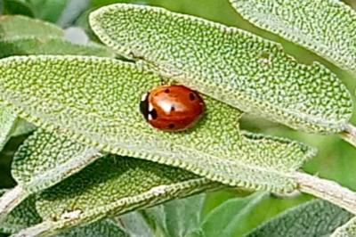 <i>Coccinella septempunctata</i>