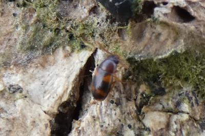 <i>Mycetophagus</i>