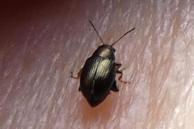 <i>Chaetocnema</i>