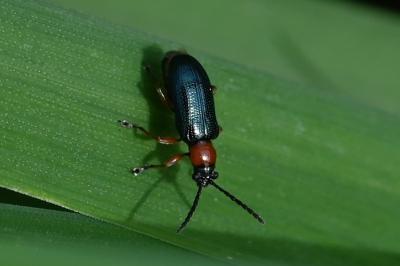 <i>Oulema melanopus/duftschmidi</i>
