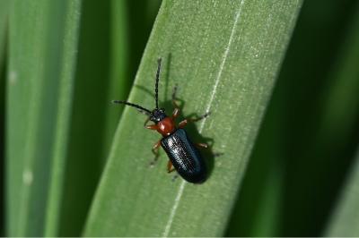 <i>Oulema melanopus/duftschmidi</i>