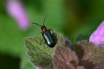 <i>Oulema melanopus/duftschmidi</i>
