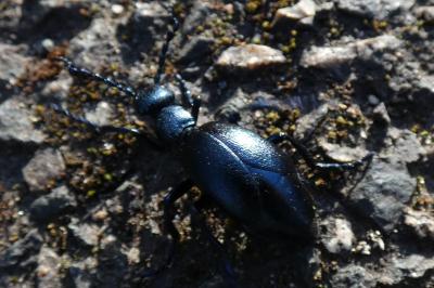 <i>Meloe violaceus</i>