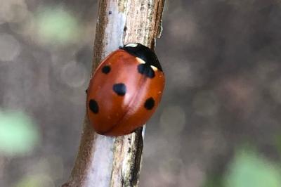 <i>Coccinella septempunctata</i>