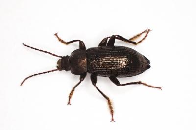 <i>Stenomax aeneus</i>
