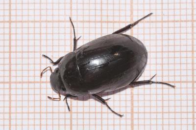 <i>Hydrochara caraboides</i>