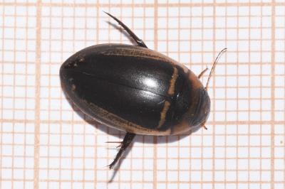 <i>Hydaticus transversalis</i>
