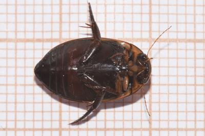 <i>Hydaticus transversalis</i>
