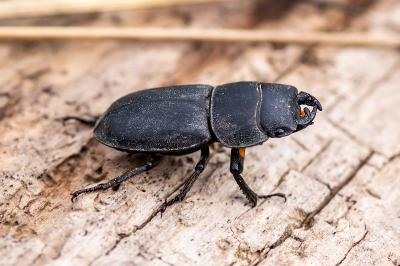 <i>Dorcus parallelipipedus</i>