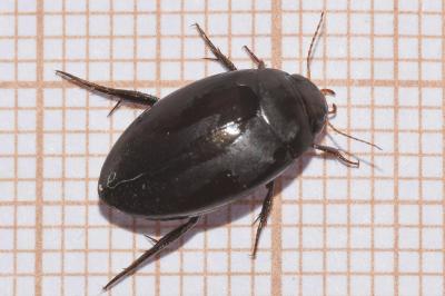<i>Agabus bipustulatus</i>
