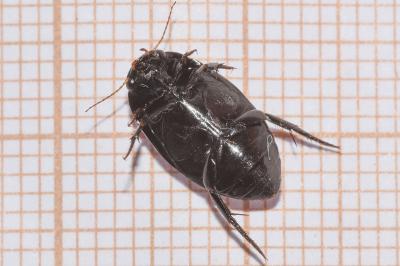<i>Agabus bipustulatus</i>