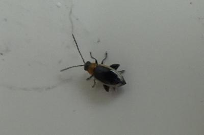 <i>Longitarsus dorsalis</i>