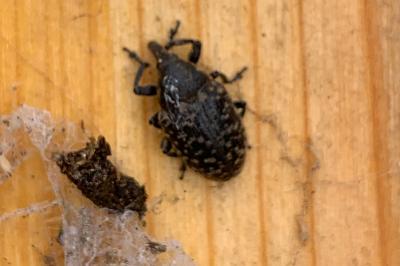 <i>Larinus turbinatus</i>