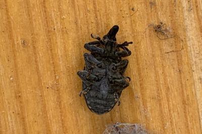<i>Larinus turbinatus</i>