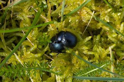 <i>Timarcha goettingensis</i>