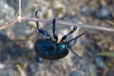 <i>Timarcha goettingensis</i>