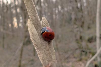 <i>Coccinella septempunctata</i>
