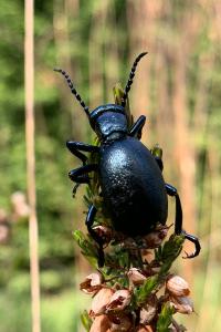 <i>Meloe violaceus</i>