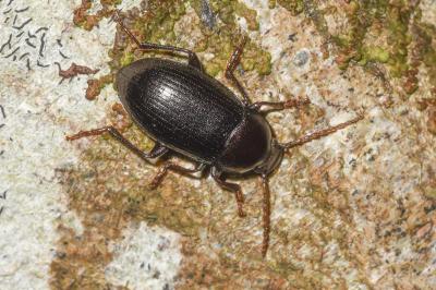 <i>Nalassus laevioctostriatus</i>