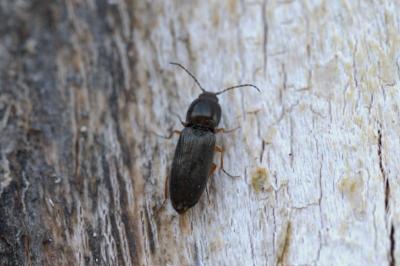 <i>Cardiophorus rufipes</i>