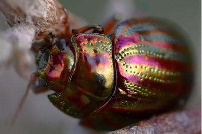 <i>Chrysolina americana</i>