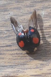 <i>Harmonia axyridis</i>