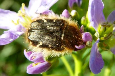 <i>Tropinota hirta</i>