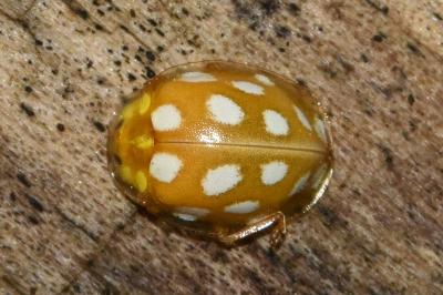 <i>Halyzia sedecimguttata</i>