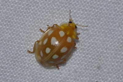 <i>Halyzia sedecimguttata</i>
