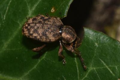 <i>Otiorhynchus</i>