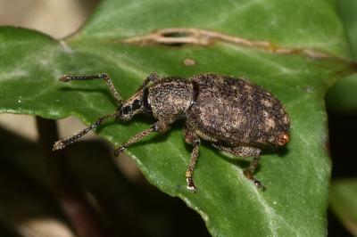 <i>Otiorhynchus</i>