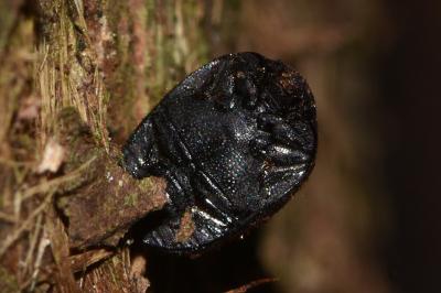 <i>Nosodendron fasciculare</i>