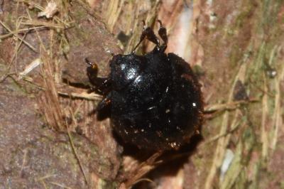 <i>Nosodendron fasciculare</i>