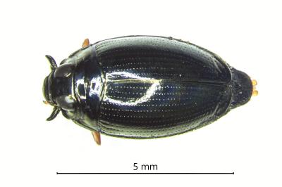 <i>Gyrinus substriatus</i>