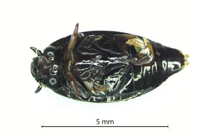 <i>Gyrinus substriatus</i>