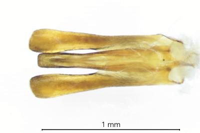 <i>Gyrinus substriatus</i>
