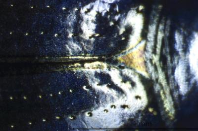 <i>Gyrinus substriatus</i>
