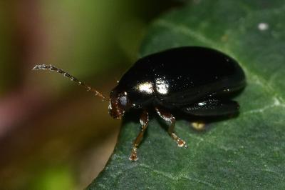 <i>Psylliodes</i>
