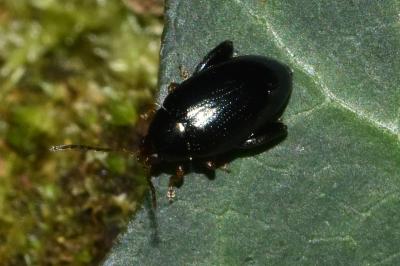 <i>Psylliodes</i>