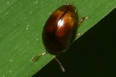 <i>Stilbus</i>