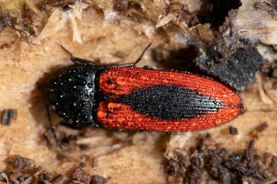 <i>Ampedus sanguinolentus</i>