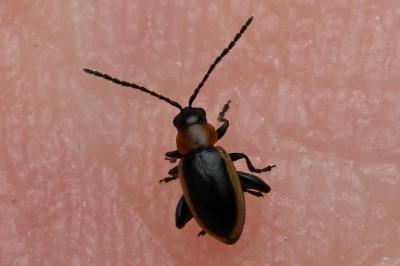 <i>Longitarsus dorsalis</i>