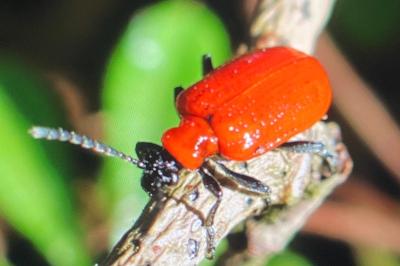 <i>Lilioceris lilii</i>