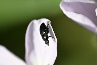 <i>Brassicogethes</i>