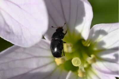 <i>Brassicogethes</i>