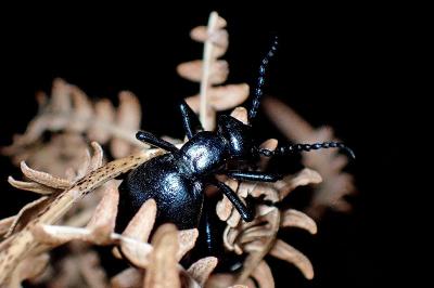 <i>Meloe violaceus</i>