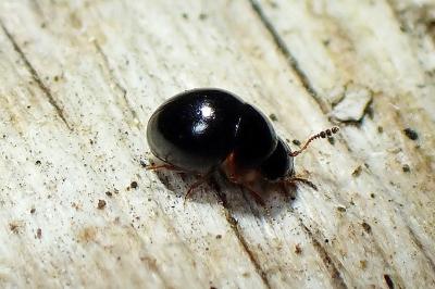 <i>Agathidium</i>