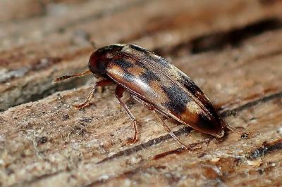 <i>Orchesia undulata</i>