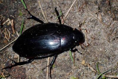 <i>Hydrophilus piceus</i>